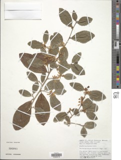 Image of Nectaropetalum kaessneri