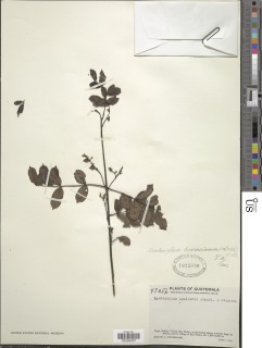 Image of Zanthoxylum harmsianum