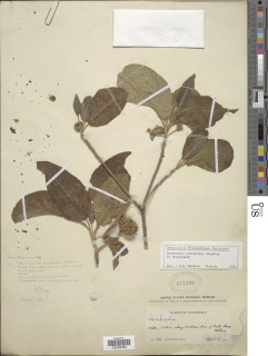 Image of Esenbeckia echinoidea