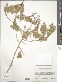 Nectaropetalum kaessneri image