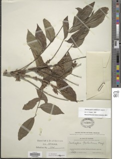 Image of Zanthoxylum caribaeum