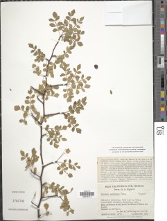 Image of Bursera laxiflora