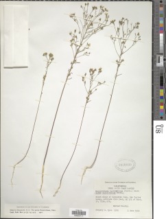 Image of Hesperolinon californicum