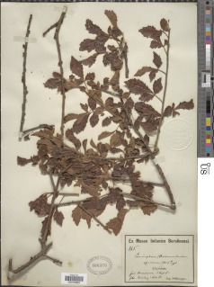 Commiphora africana image