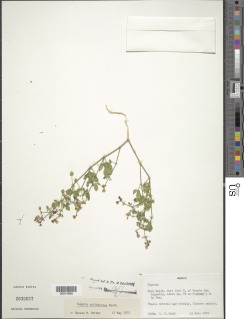 Image of Fagonia californica