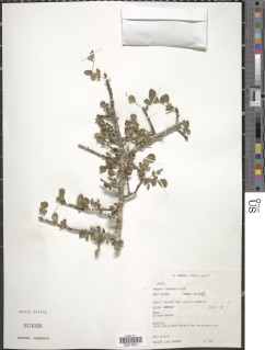 Image of Commiphora pseudopaolii