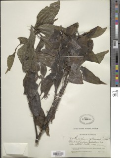 Zanthoxylum riedelianum subsp. kellermanii image