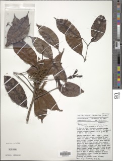 Image of Dacryodes camerunensis