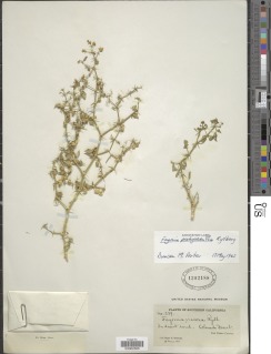 Image of Fagonia pachyacantha