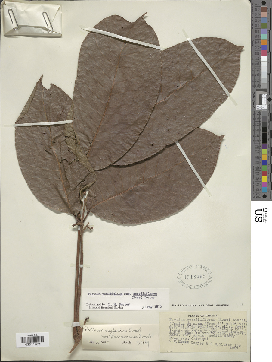 Protium tenuifolium subsp. sessiliflorum image