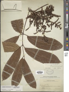 Protium tenuifolium subsp. sessiliflorum image