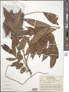 Picramnia antidesma subsp. fessonia image
