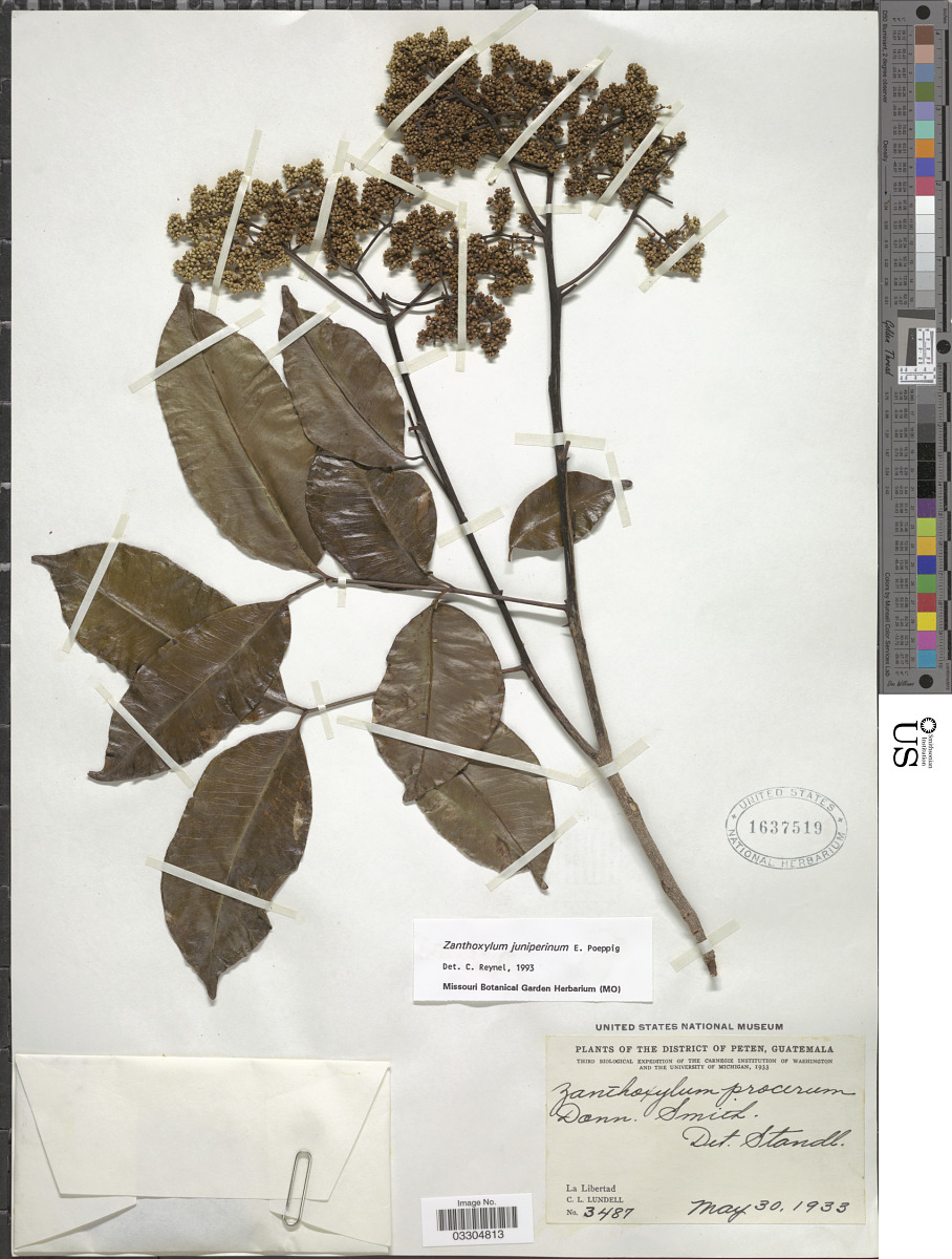 Zanthoxylum acuminatum subsp. acuminatum image