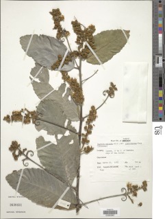 Image of Hugonia spicata