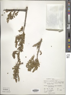 Image of Boswellia neglecta