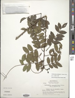 Image of Zanthoxylum foliolosum