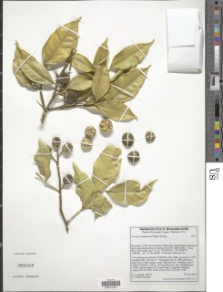 Image of Citropsis gabunensis