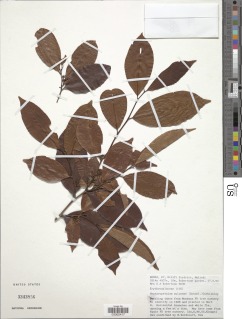 Nectaropetalum zuluense image