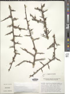 Commiphora edulis subsp. boiviniana image