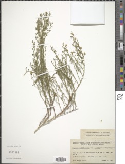 Fagonia californica image