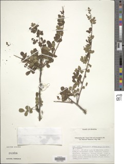 Image of Commiphora gileadensis