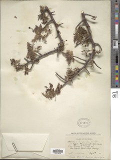 Bursera diversifolia image