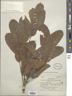 Zanthoxylum riedelianum subsp. kellermanii image