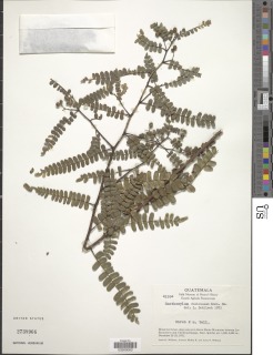 Zanthoxylum foliolosum image
