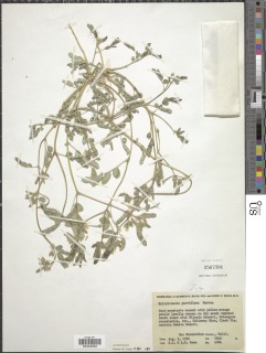 Image of Kallstroemia parviflora