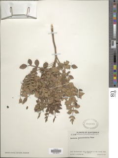 Bursera diversifolia image