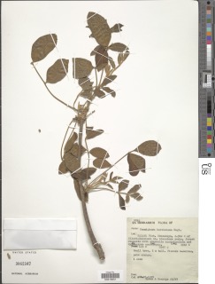 Commiphora edulis subsp. boiviniana image