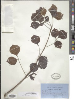 Commiphora mossambicensis image