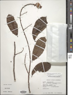 Image of Acridocarpus smeathmannii