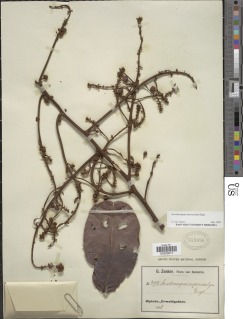 Image of Acridocarpus macrocalyx