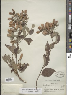 Banisteriopsis muricata image