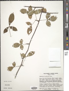 Commiphora pteleifolia image