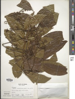 Image of Cedrela angustifolia