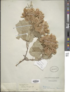 Image of Caucanthus auriculatus