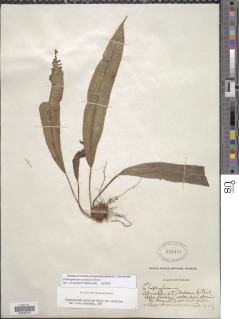 Image of Elaphoglossum auripilum