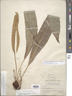 Elaphoglossum auripilum image