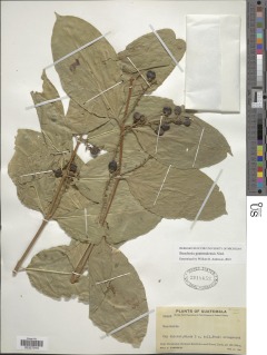 Image of Bunchosia guatemalensis