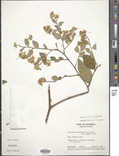Securidaca diversifolia image