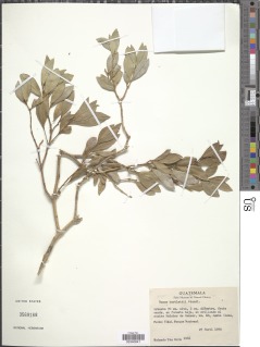 Image of Buxus bartlettii