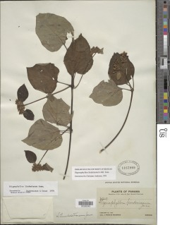Stigmaphyllon lindenianum image