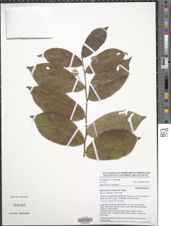 Dichapetalum tomentosum image