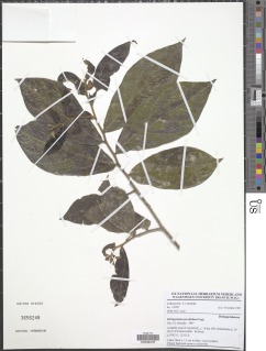 Dichapetalum parvifolium image
