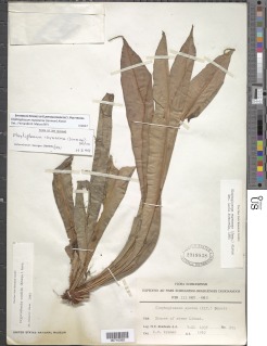 Elaphoglossum raywaense image