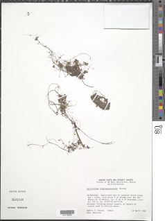 Image of Callitriche longipedunculata