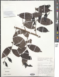 Image of Dichapetalum parvifolium