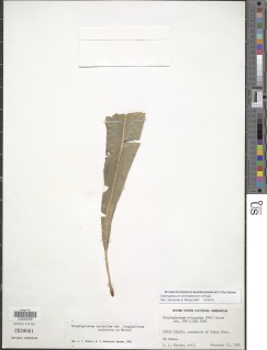 Elaphoglossum alvaradoanum image
